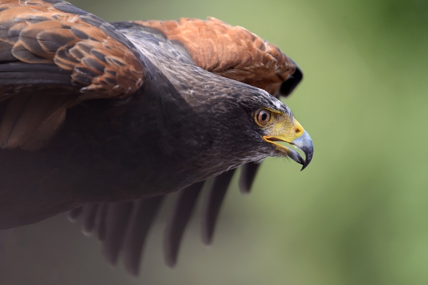 woestijnbuizerd (Parabuteo unicinctus) 8-2022 5141